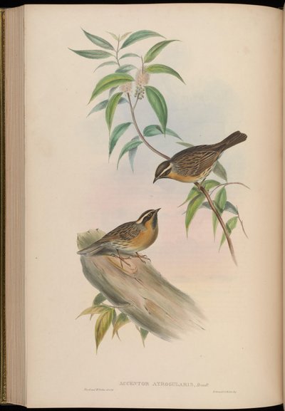 Accentor atrogularis = Prunella atrogularis von John Gould